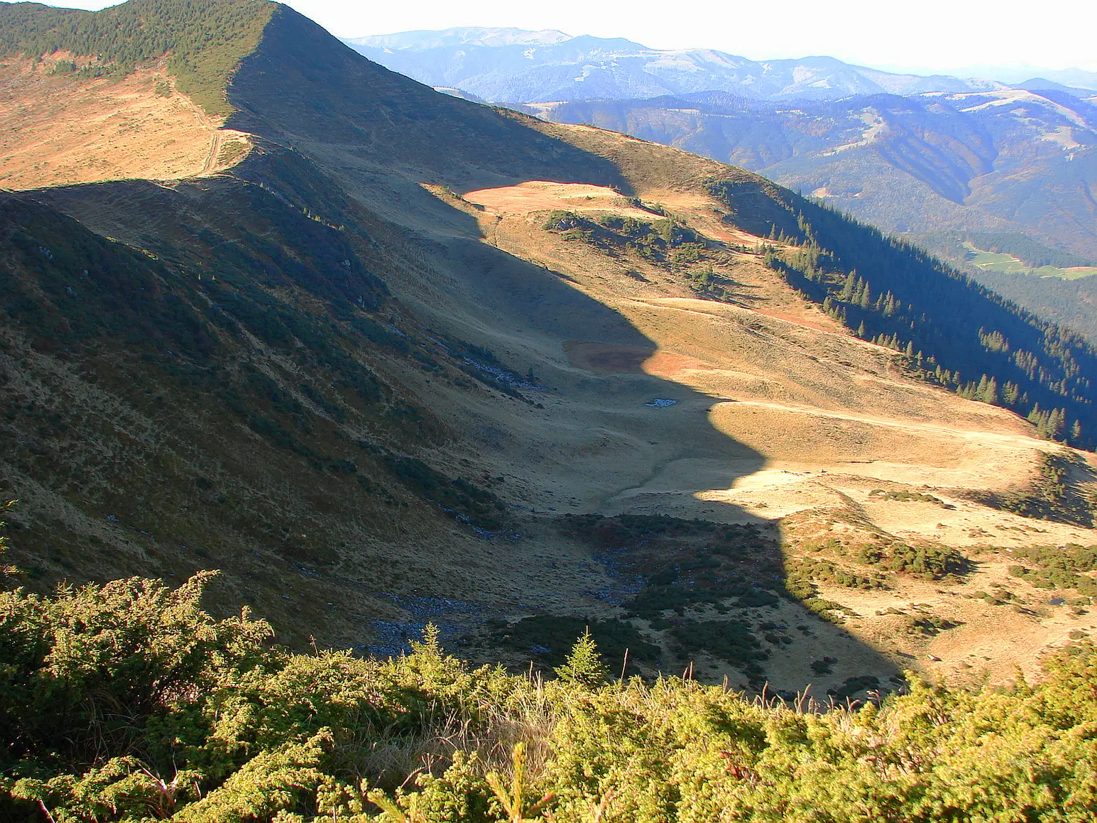 C.F.F. Bardău - Vf. Pecealu - Cabana Silvică Coșnea
