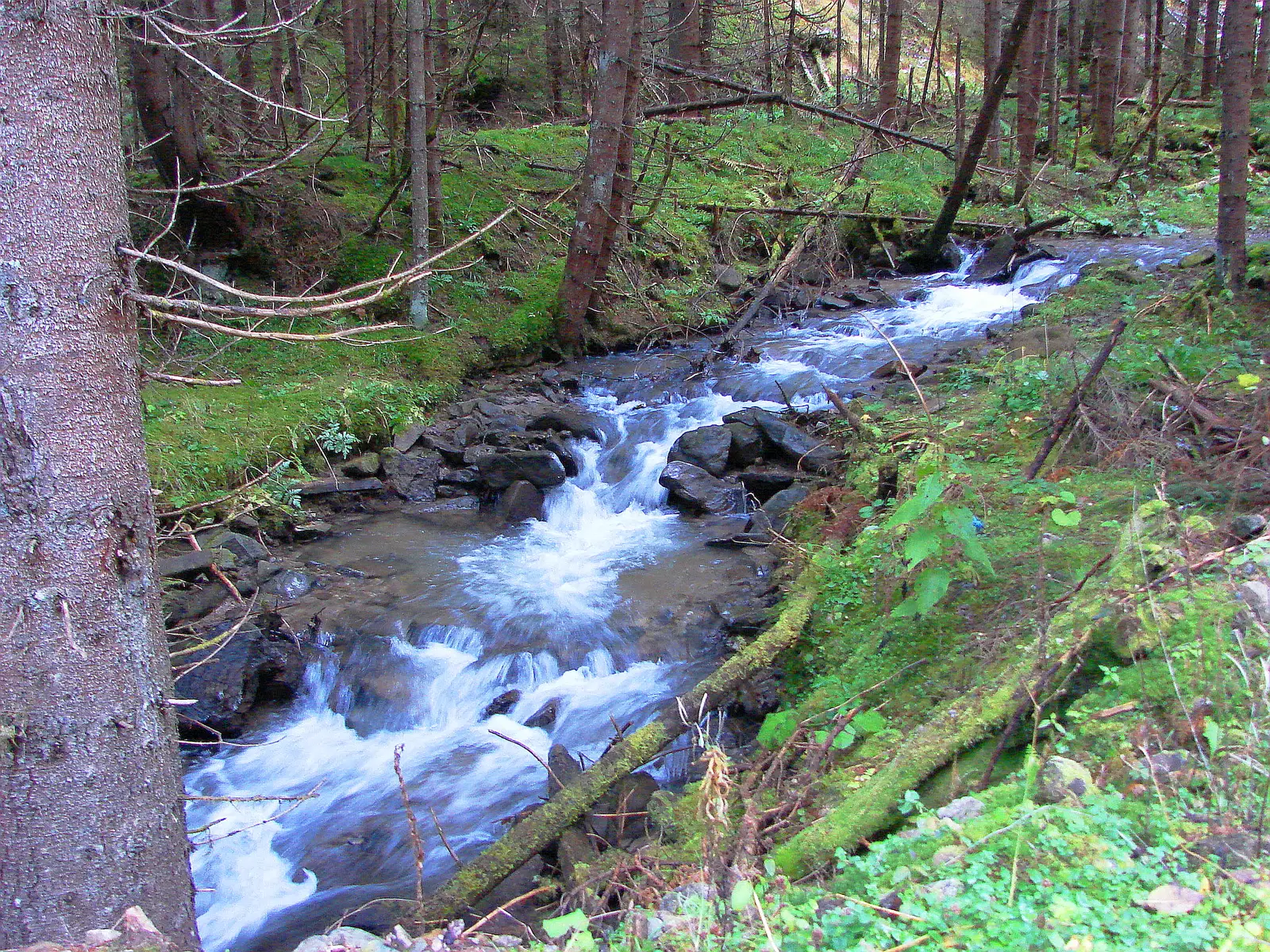 Făina - Borcut Mihoaia