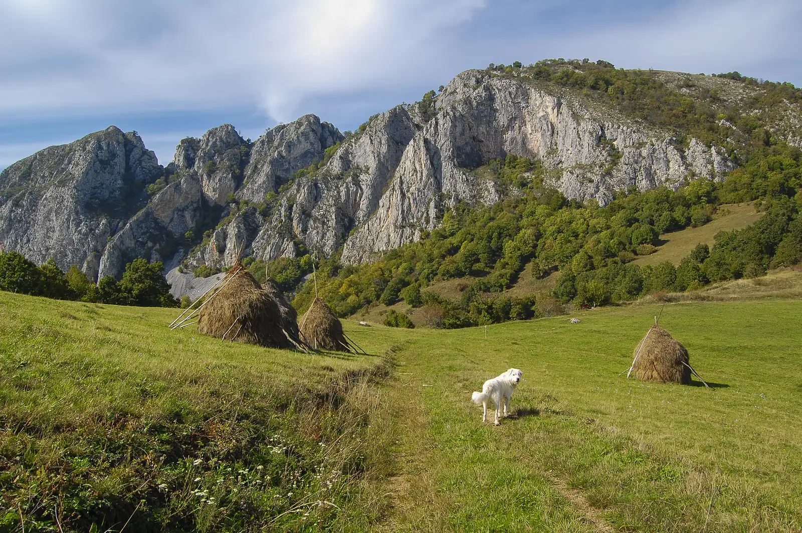 Bucerdea Vinoasă - Modolești - Cetea