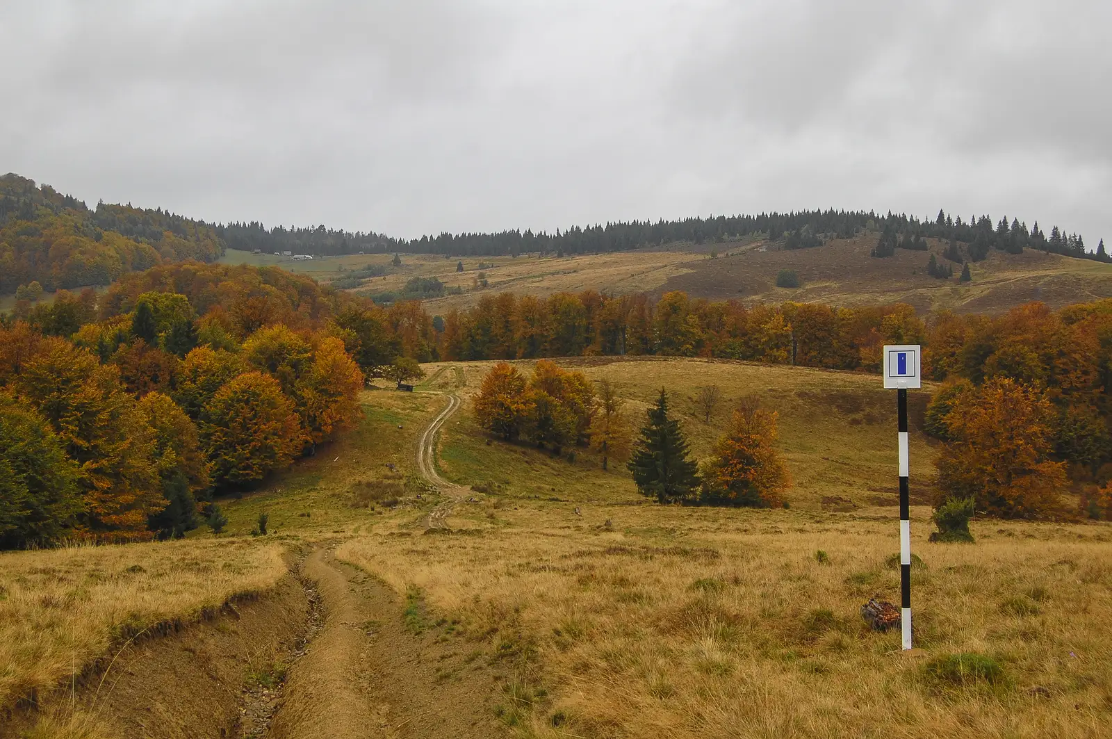 Lângă Vf. Dâmbău - Vf. Părăginoasa - La Dârbinaș