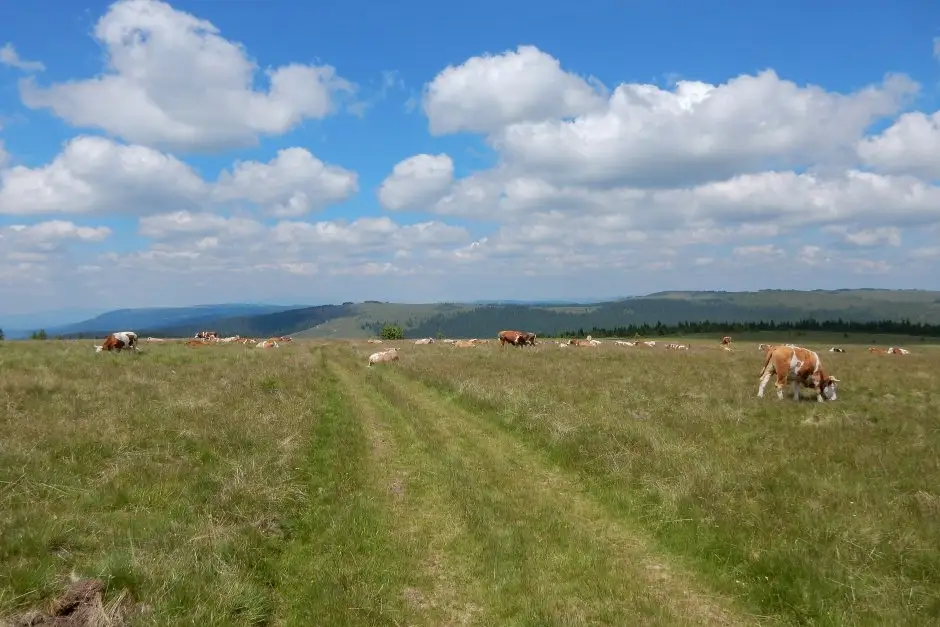Staţiunea Muntele Băișorii - Poiana Balomireasa - Șaua Ursoaia