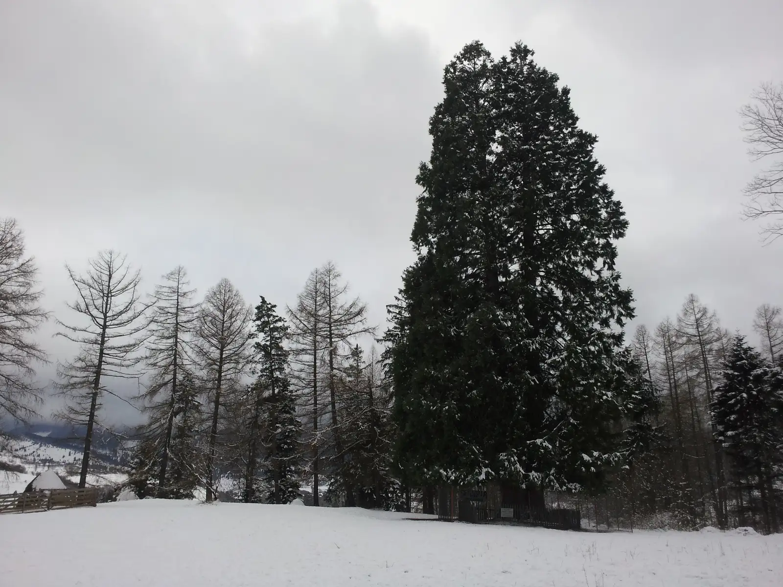 Piatra Bănişorului-Arborele Sequoia-lângă Vf. Bogdanului