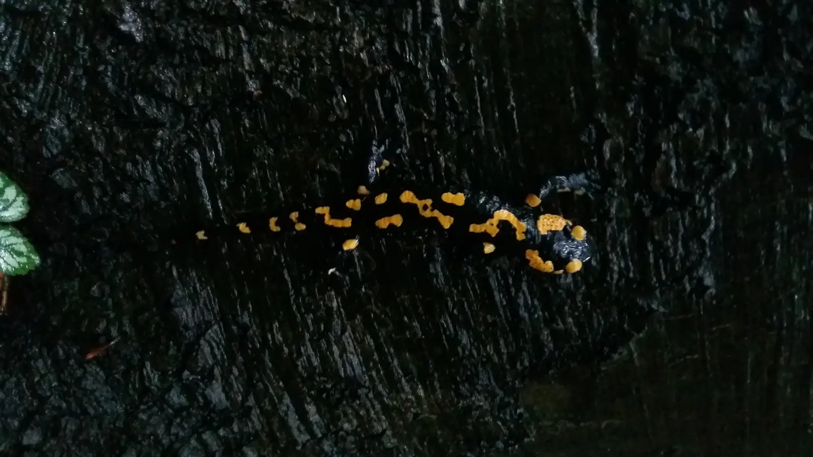 Băile Herculane (DN67D) - Poiana Mușuroane