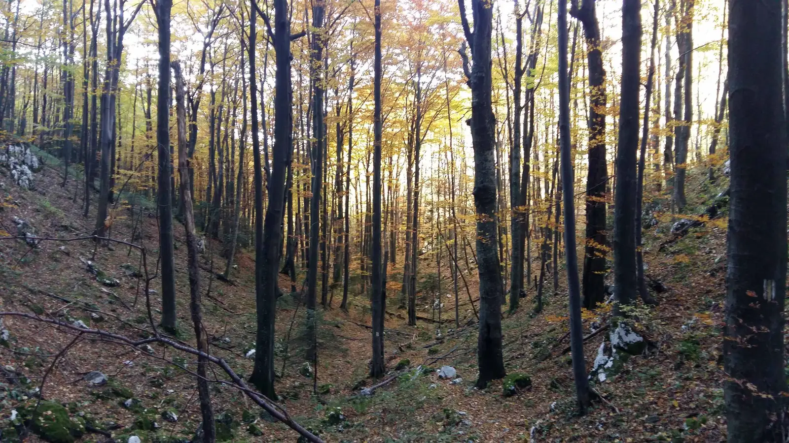 Băile Herculane (DN67D) - Vf. Colariu - DN 67D