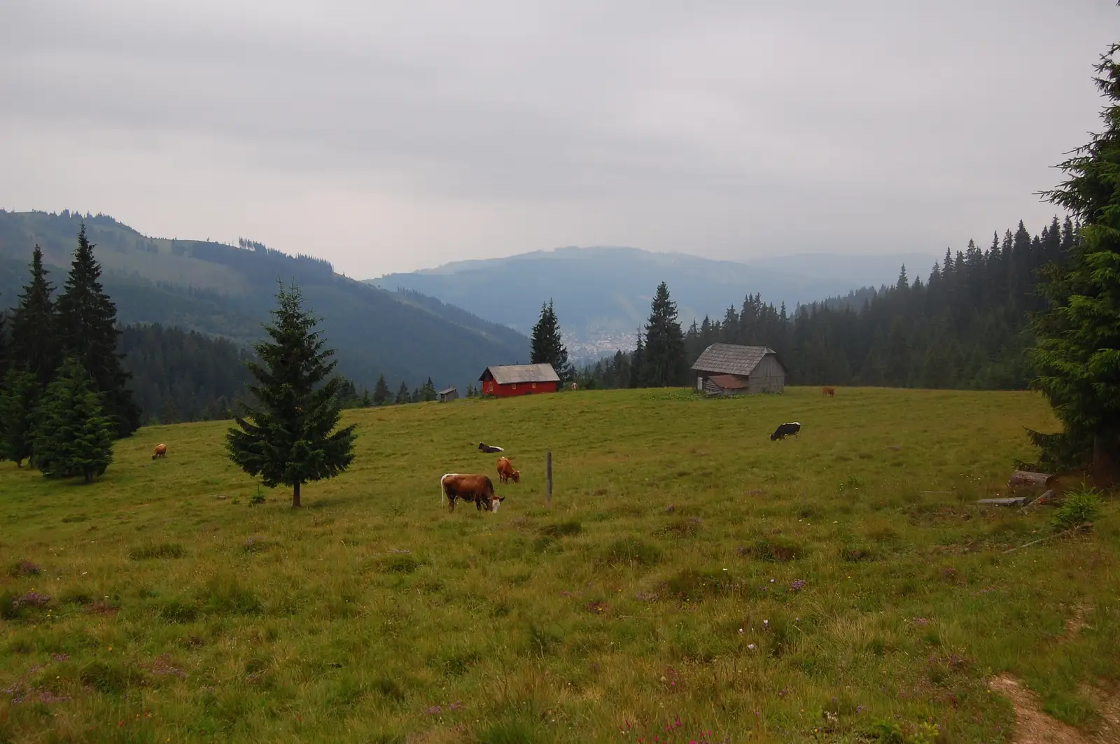 Vatra Dornei - Vf. Obcina Mare - traseul 3 BR