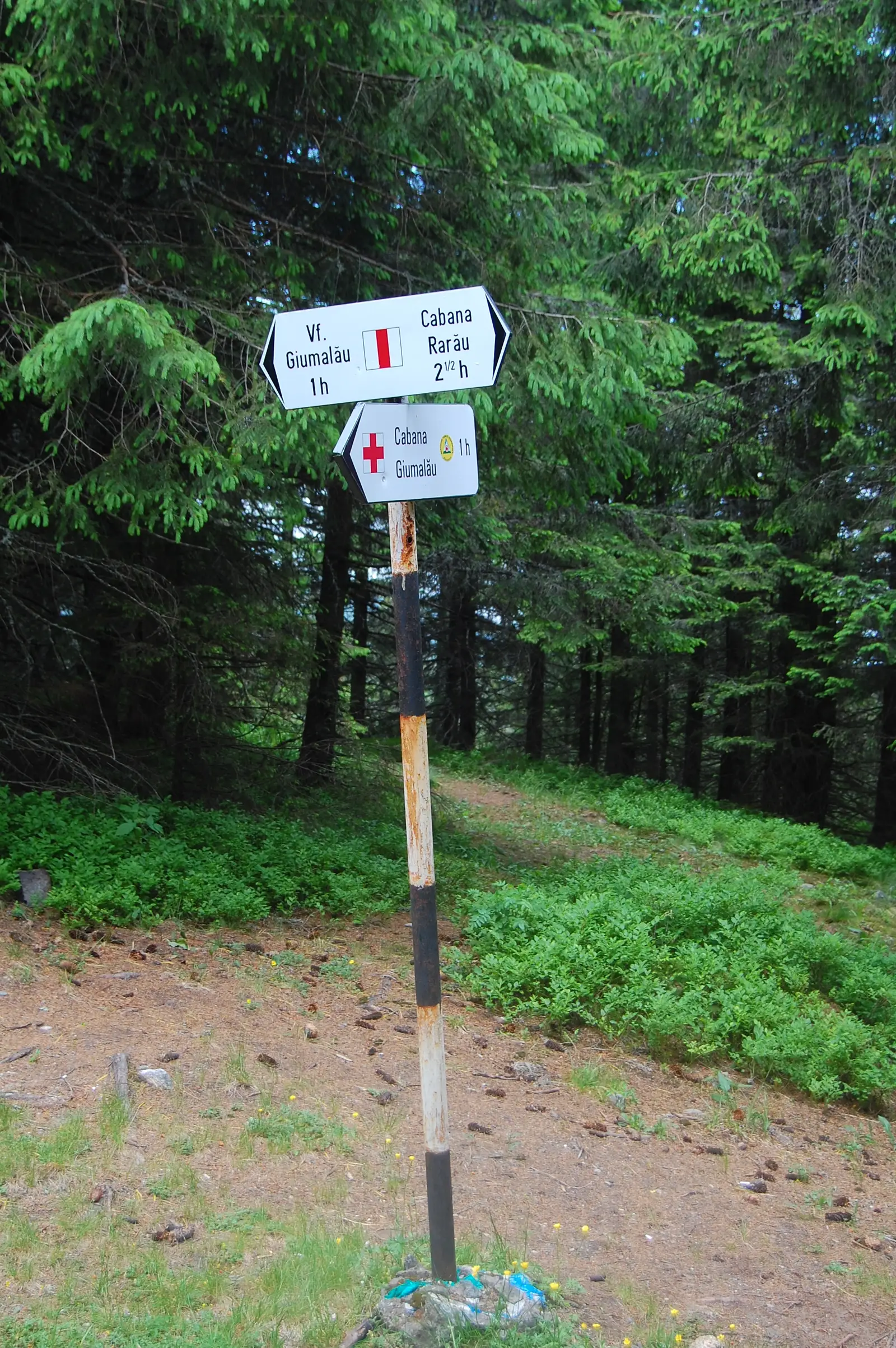 Cabana Giumalău - ocolire Vf. Giumalău - Poliţa Caprelor