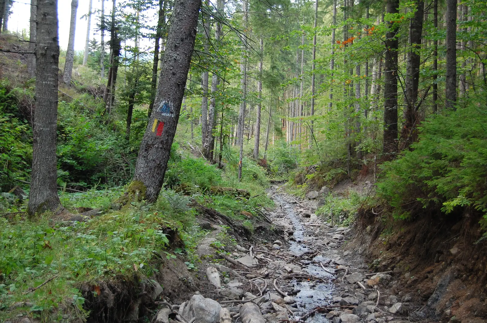 Câmpulung Moldovenesc - Poiana lui Mândrilă