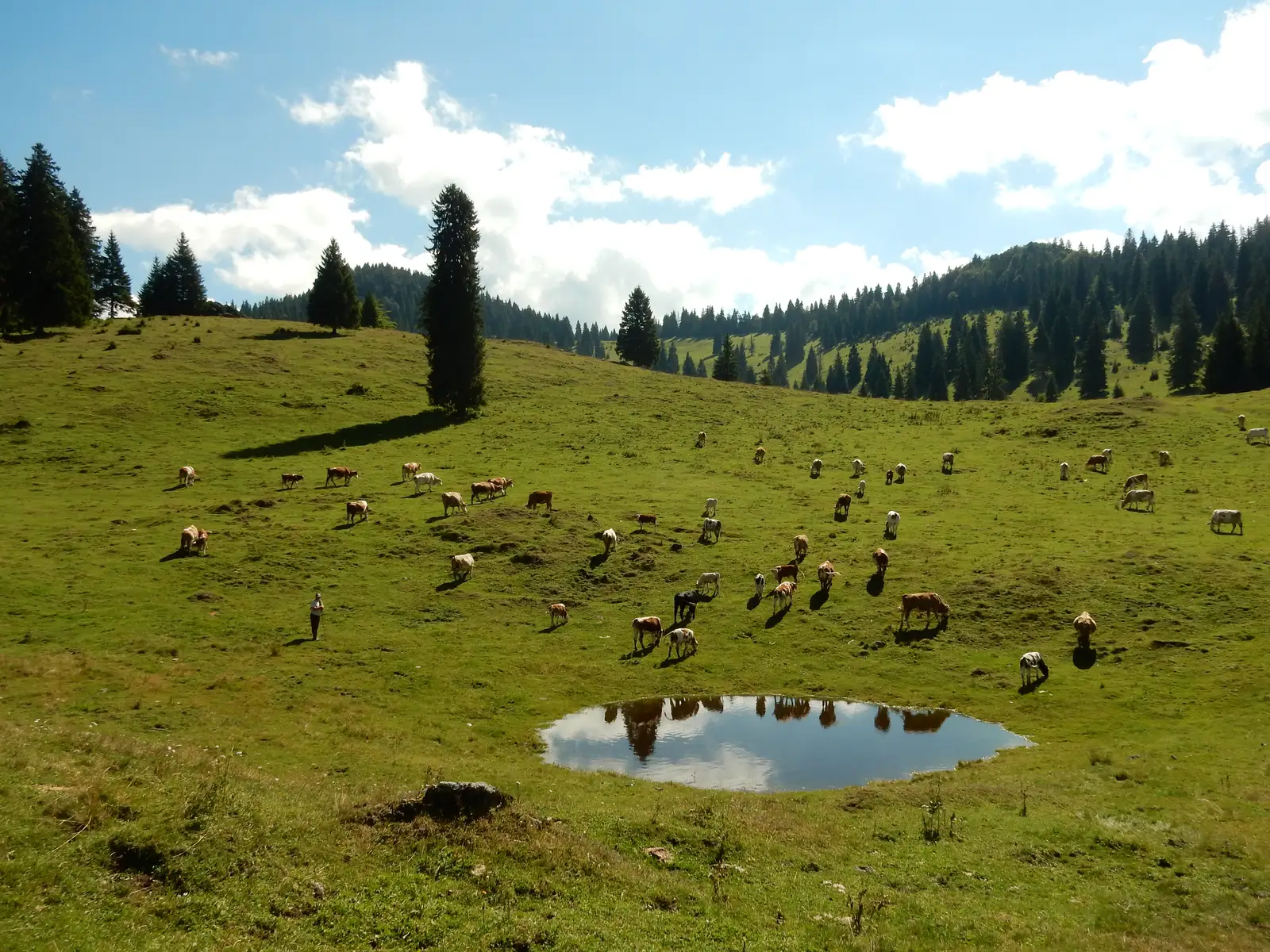 Padiş - Peştera Căput - Cabana Cetăţile Ponorului