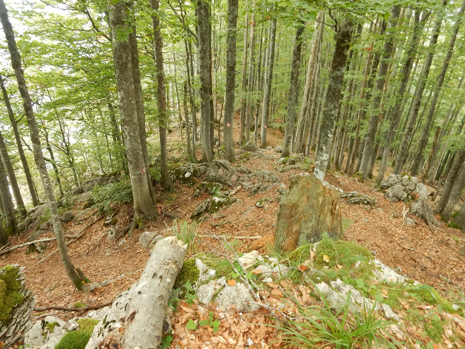 Intersecţie trasee PR, PRD, BR, BA - Vf. Piatra Boghii