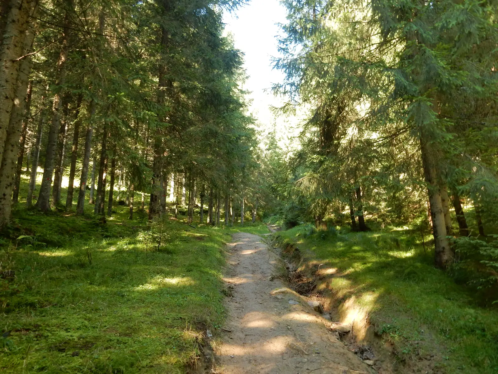 Poiana La Grajduri (Glăvoi) - intersecţie cu traseul PG (Circuitul Văii Galbena)