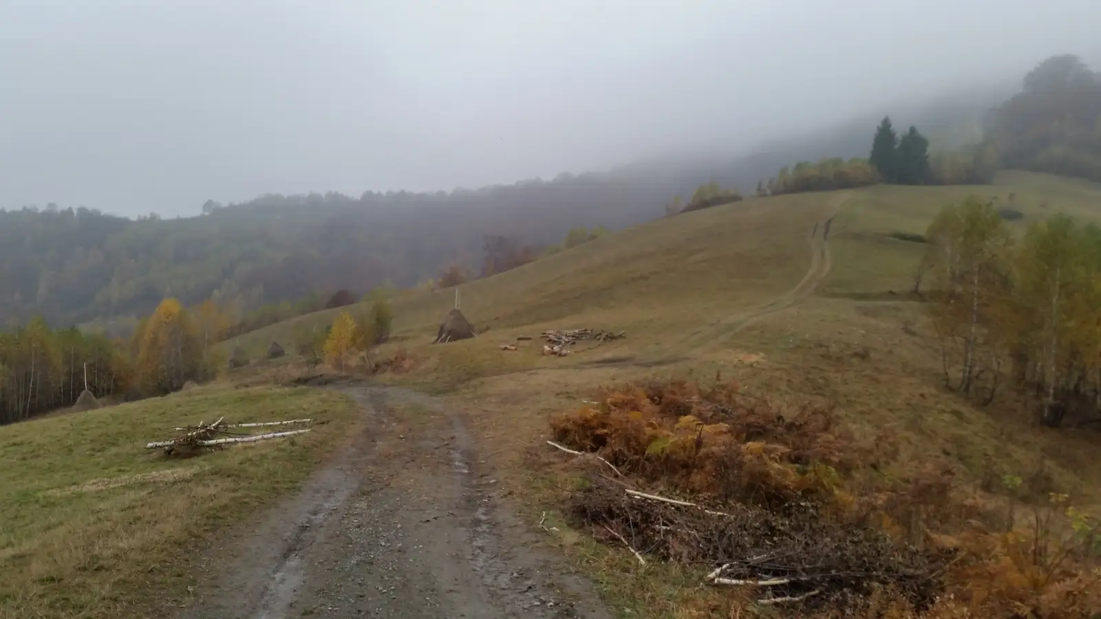 Valea Crişul Negru (amonte sat Poiana) (intersecţie cu traseul PA) - Valea cu Cale - sub Măgura Băiţa (intersecţie cu traseul PA)