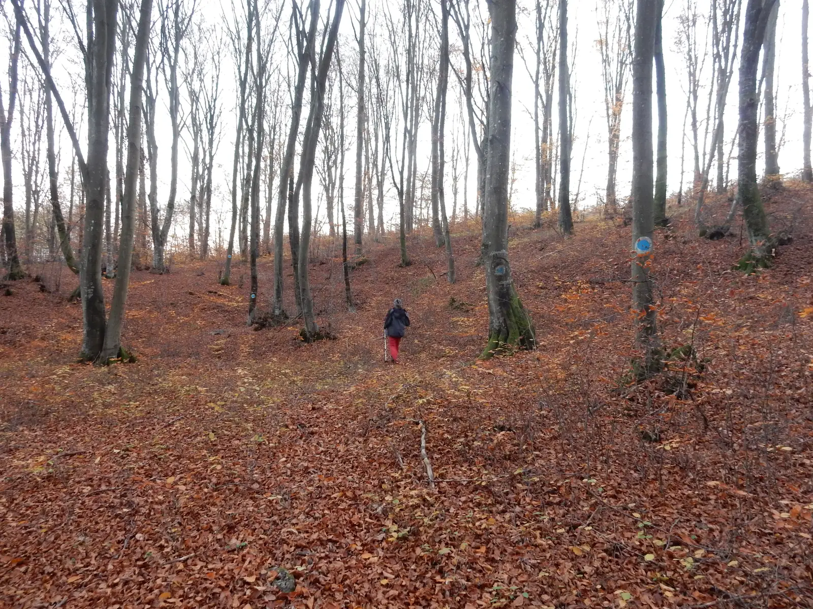 sat Hălmagiu - sat Ţoheşti - sat Hălmagiu
