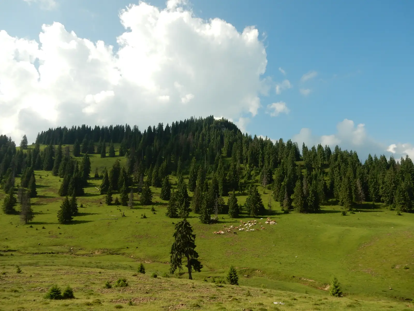sat Gheţar - Poiana Băliceana - Complex turistic Padiş