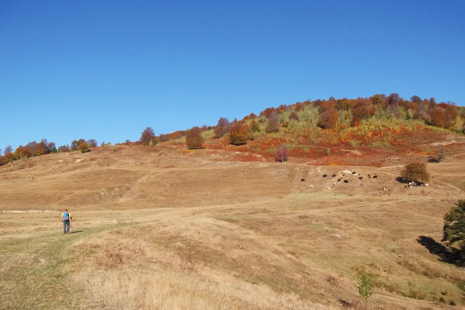 sat Şerbăneşti (C.L.I.T.) - intersecţie cu traseul TA