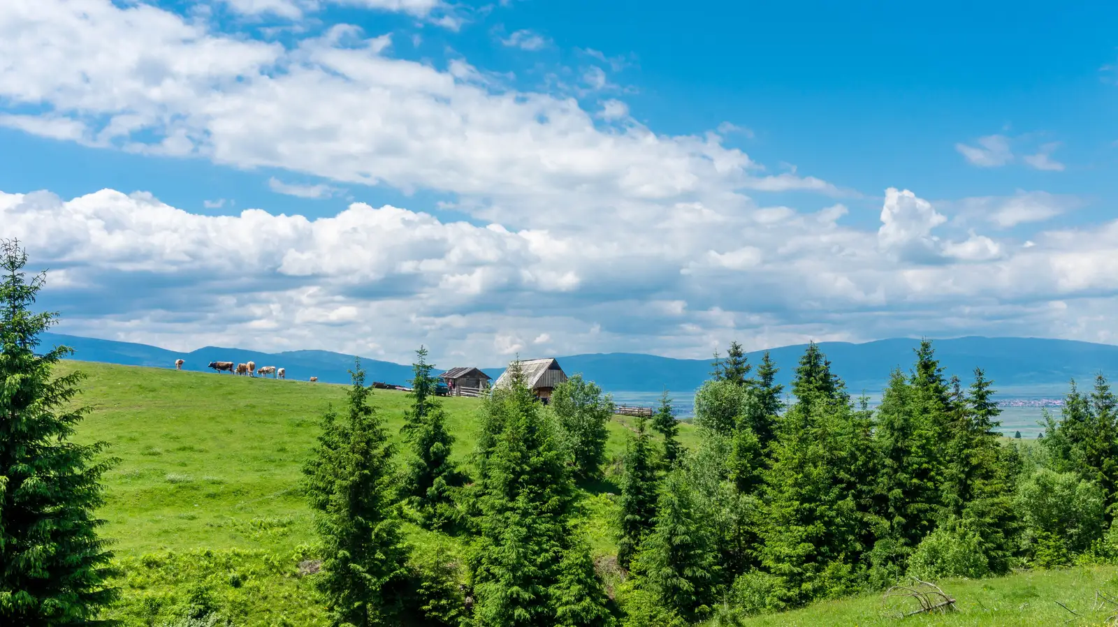 oraş Gheorgheni - Vf. Borzoca - oraş Gheorgheni