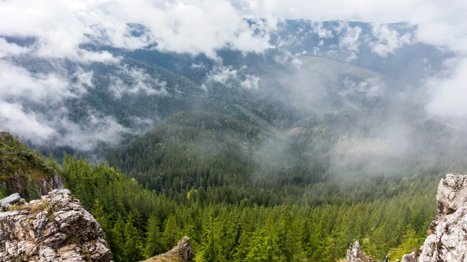 intersecţie traseul BA - Şaua Vithovoş - Vf. Vithovoş