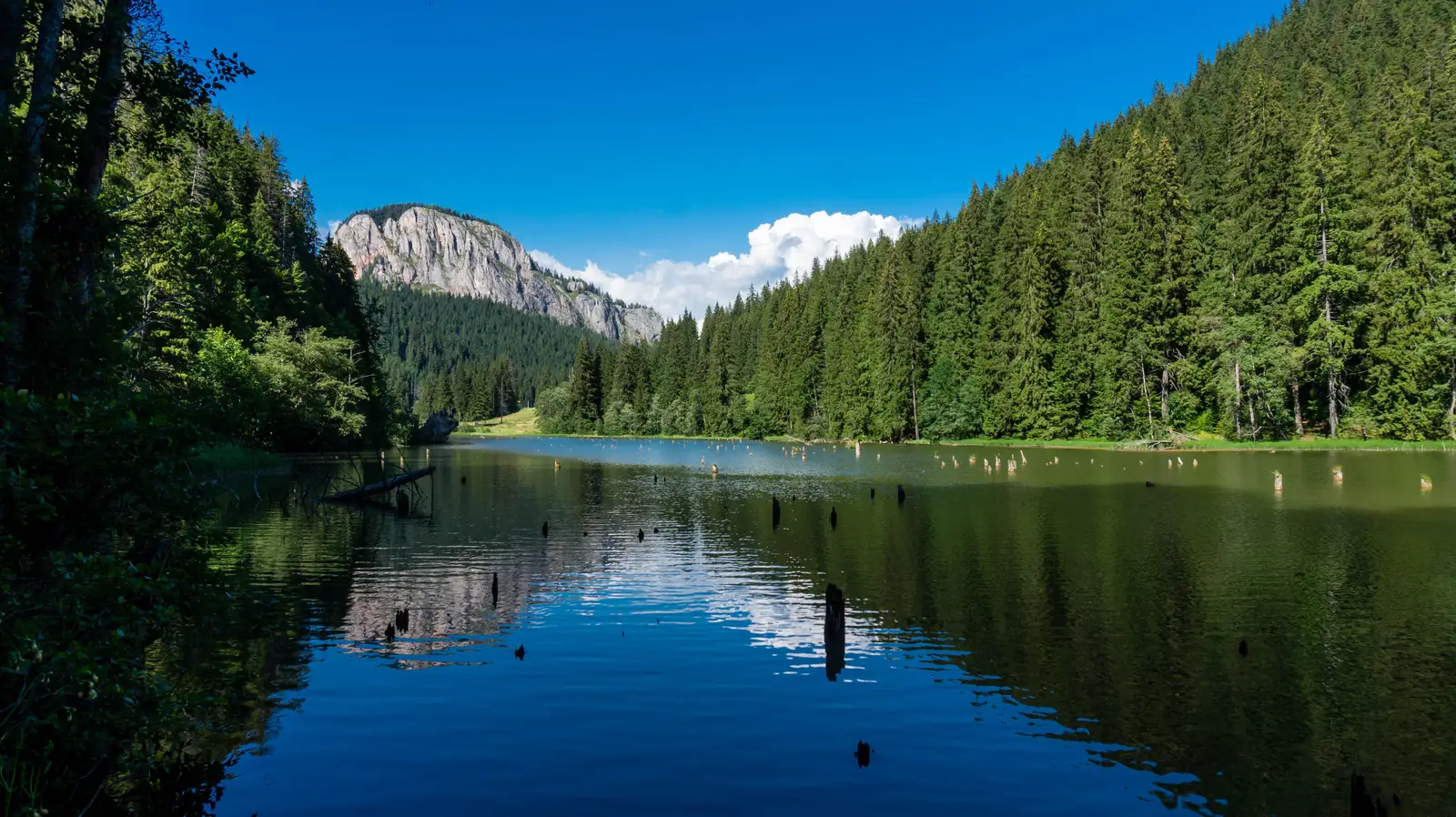 Lacu Roşu - Păstrăvărie - Lacu Roşu