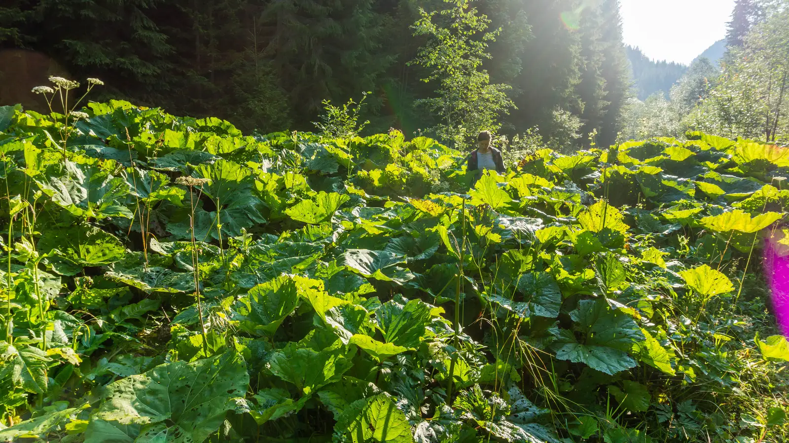 Lacul Roşu - Avenul Licaş