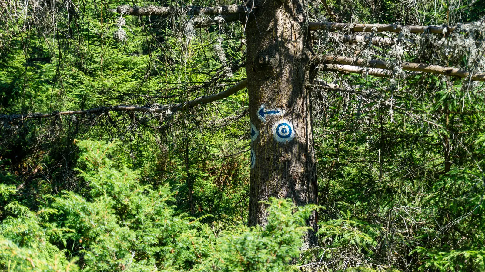 traseul PA - Belvedere Piatra Ghilcoş