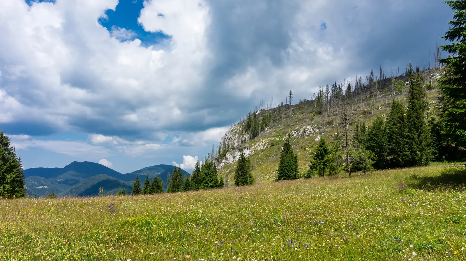 Lacu Roşu - Culmea lui Paleu - sub Poiana Albă