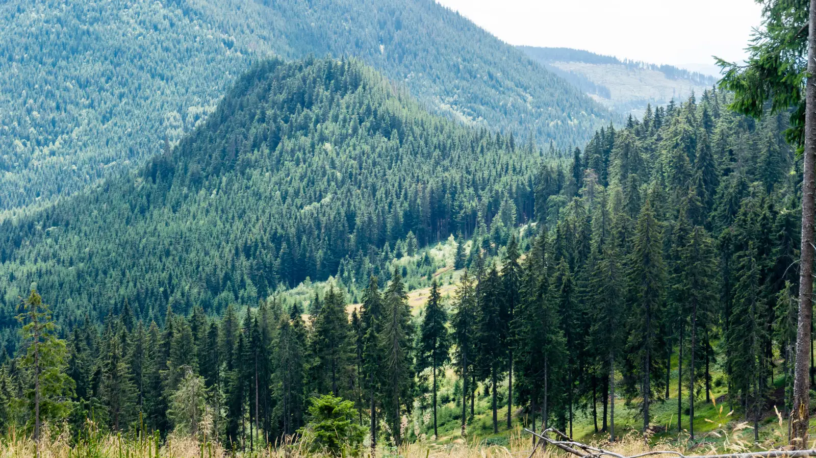 Valea Cupaş - Şaua Niergheş