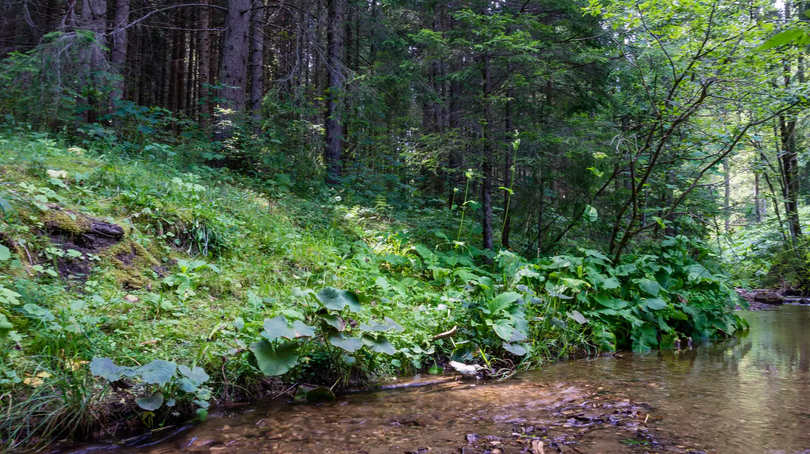 Valea Cupaşului - Şaua Suhard