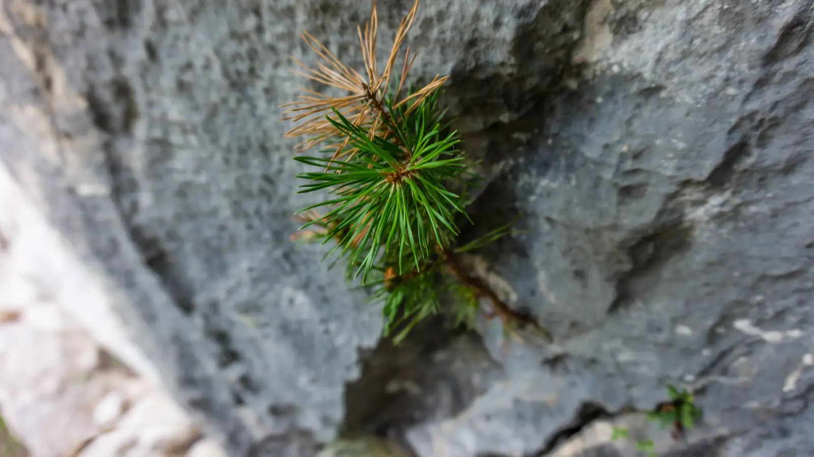Cabana Ecolog - Piatra Şugăului - Cabana Ecolog