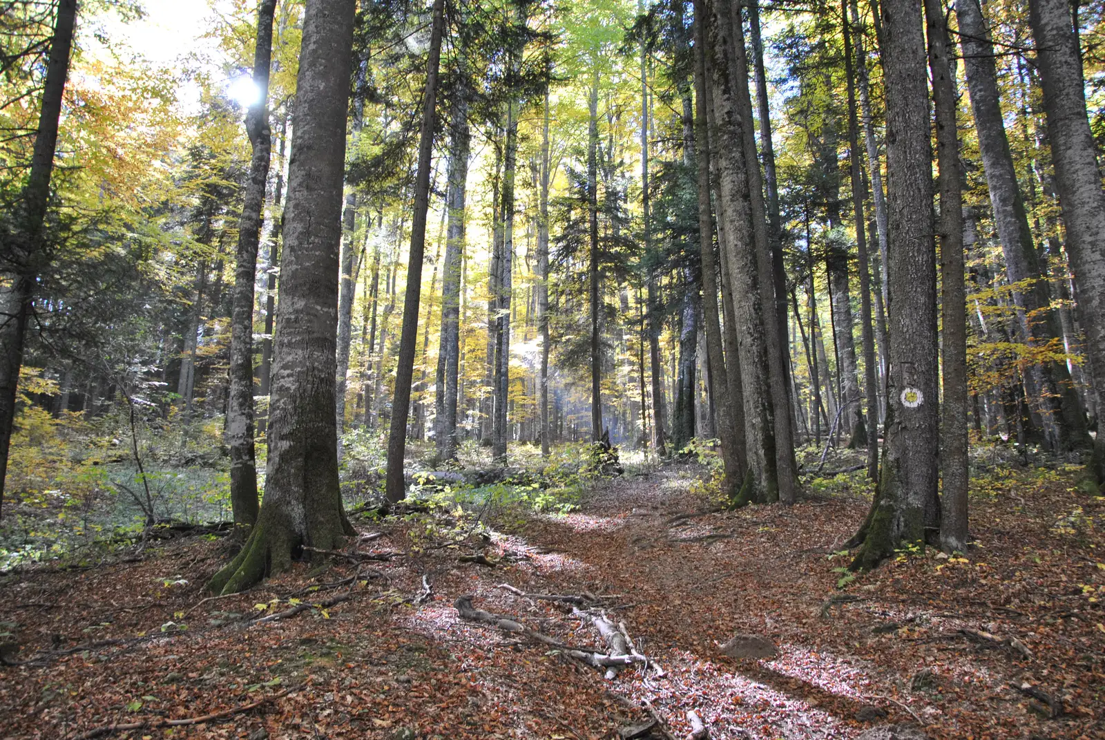 Poiana Ţapului - Cabana Stâna Regală
