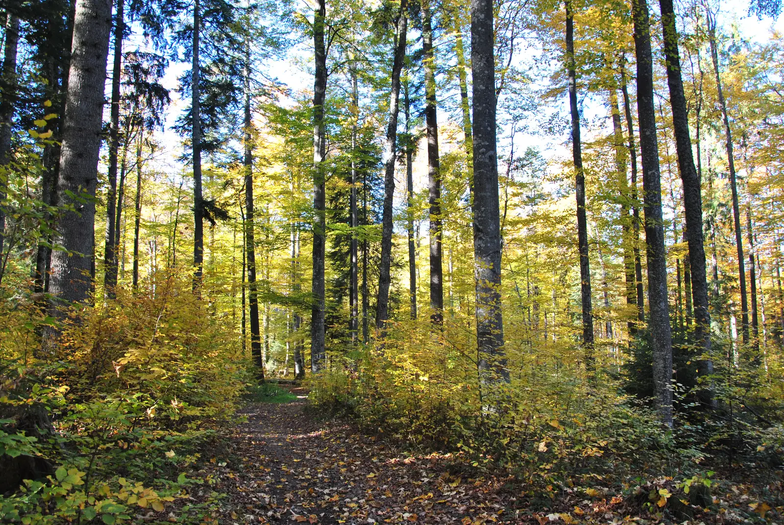 Predeal - Muchia Brădetului - Valea Frăsinet