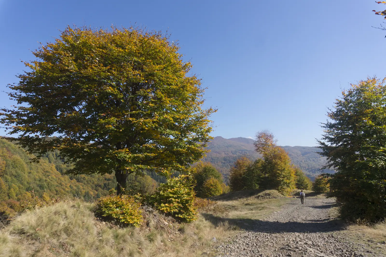 oraş Cavnic – Tarniţa Arşiţei