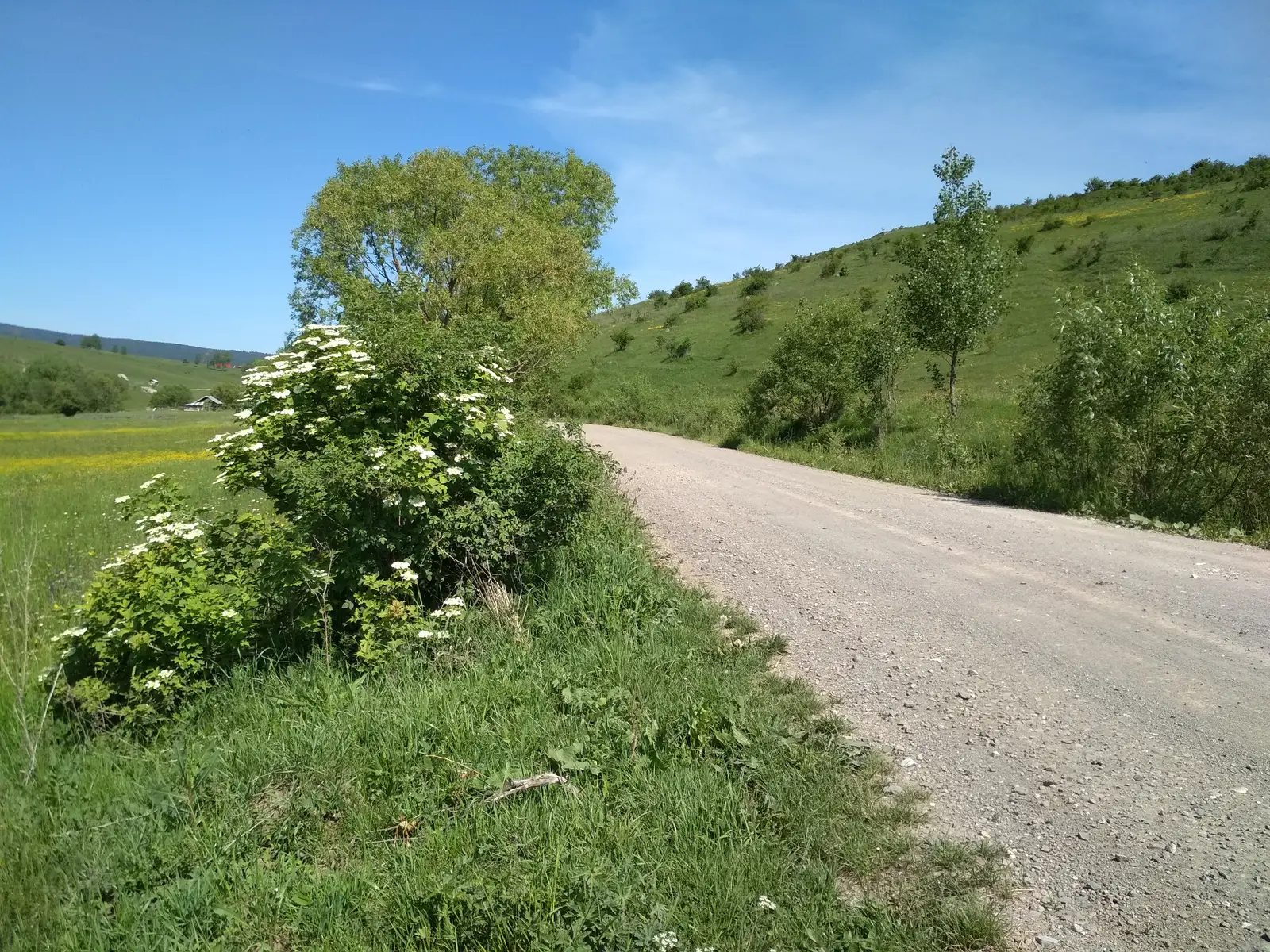 sat Dăneşti - Dealul Mijlocul Trunchiului - Pasul Fertău