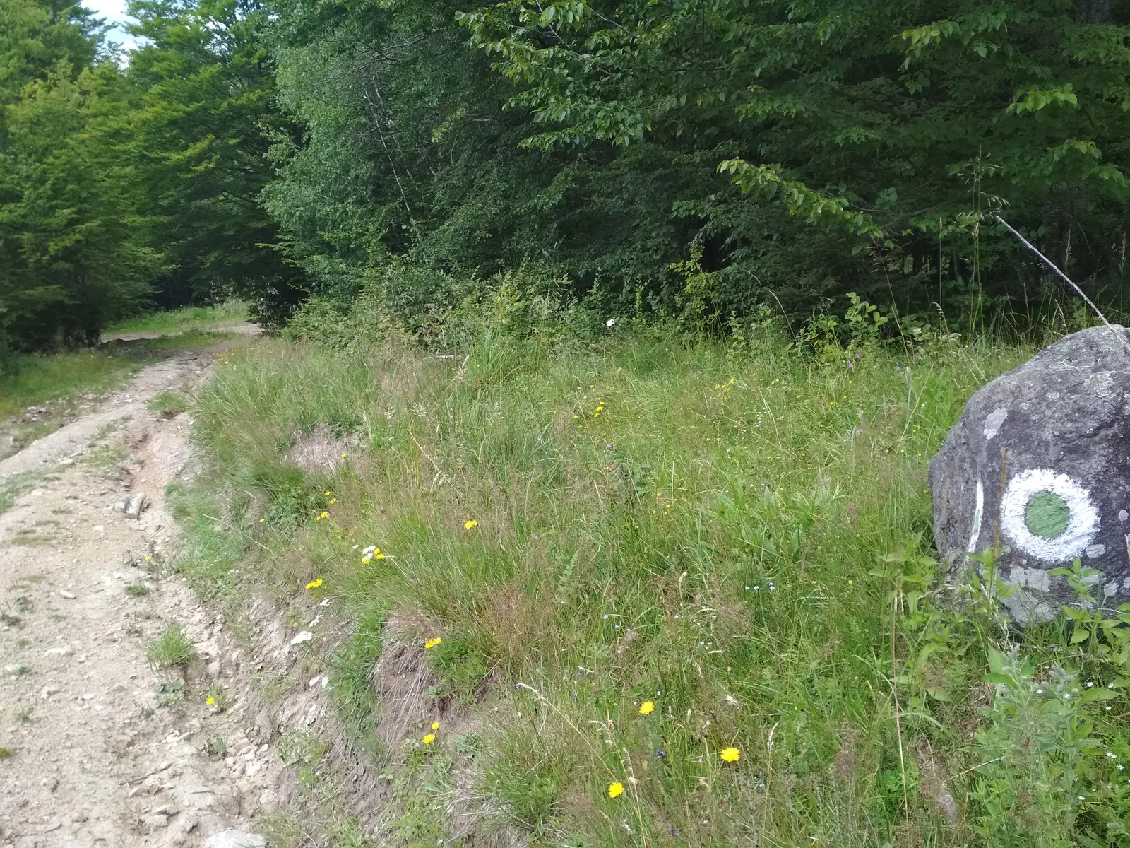 sat Băţanii Mici - Pârâul cu Brazi - Poiana Mitaci