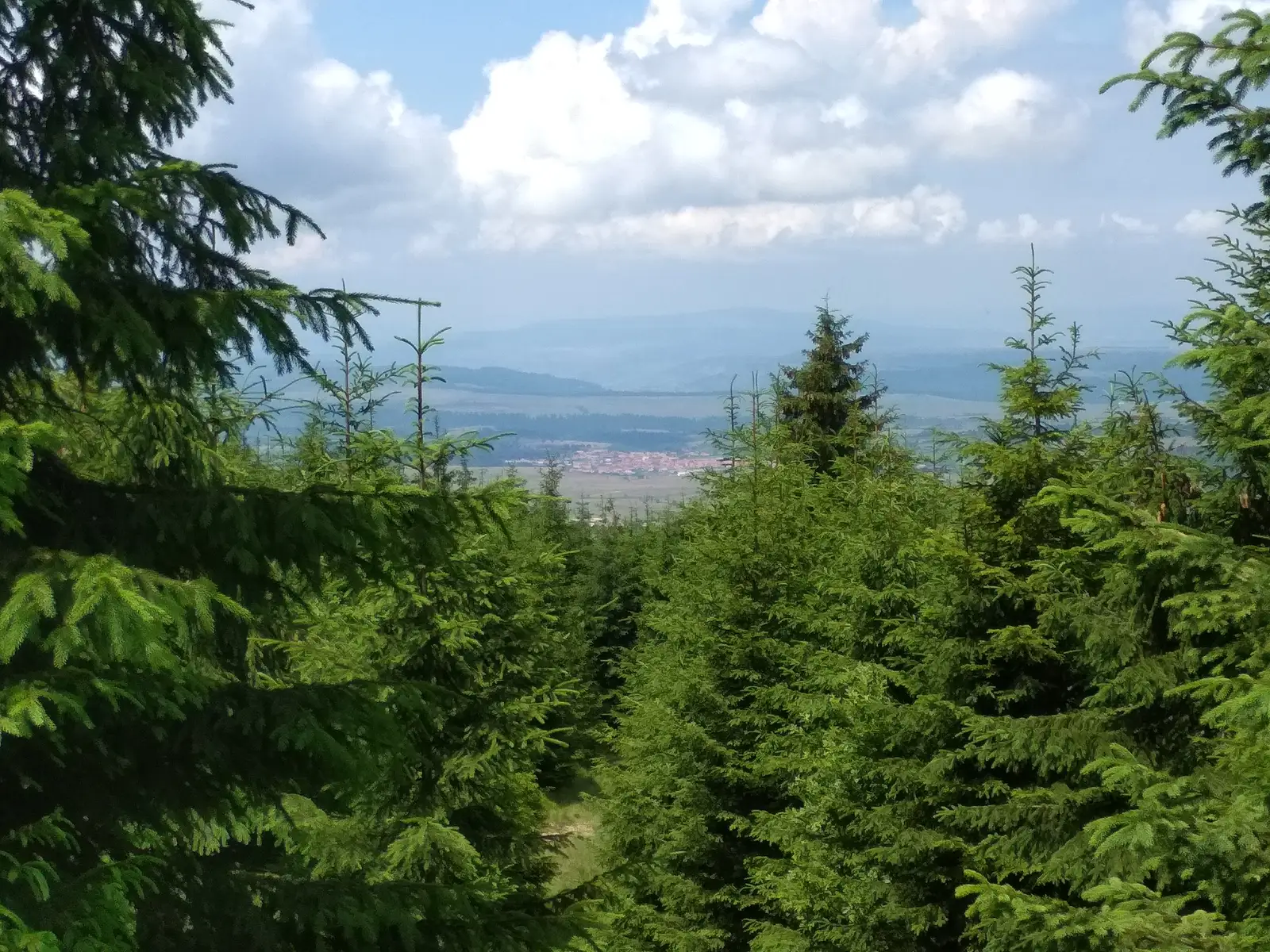 oraş Vlăhiţa (capătul nordic) - Vf. Fagii Roşii - Staţiunea Harghita-Băi