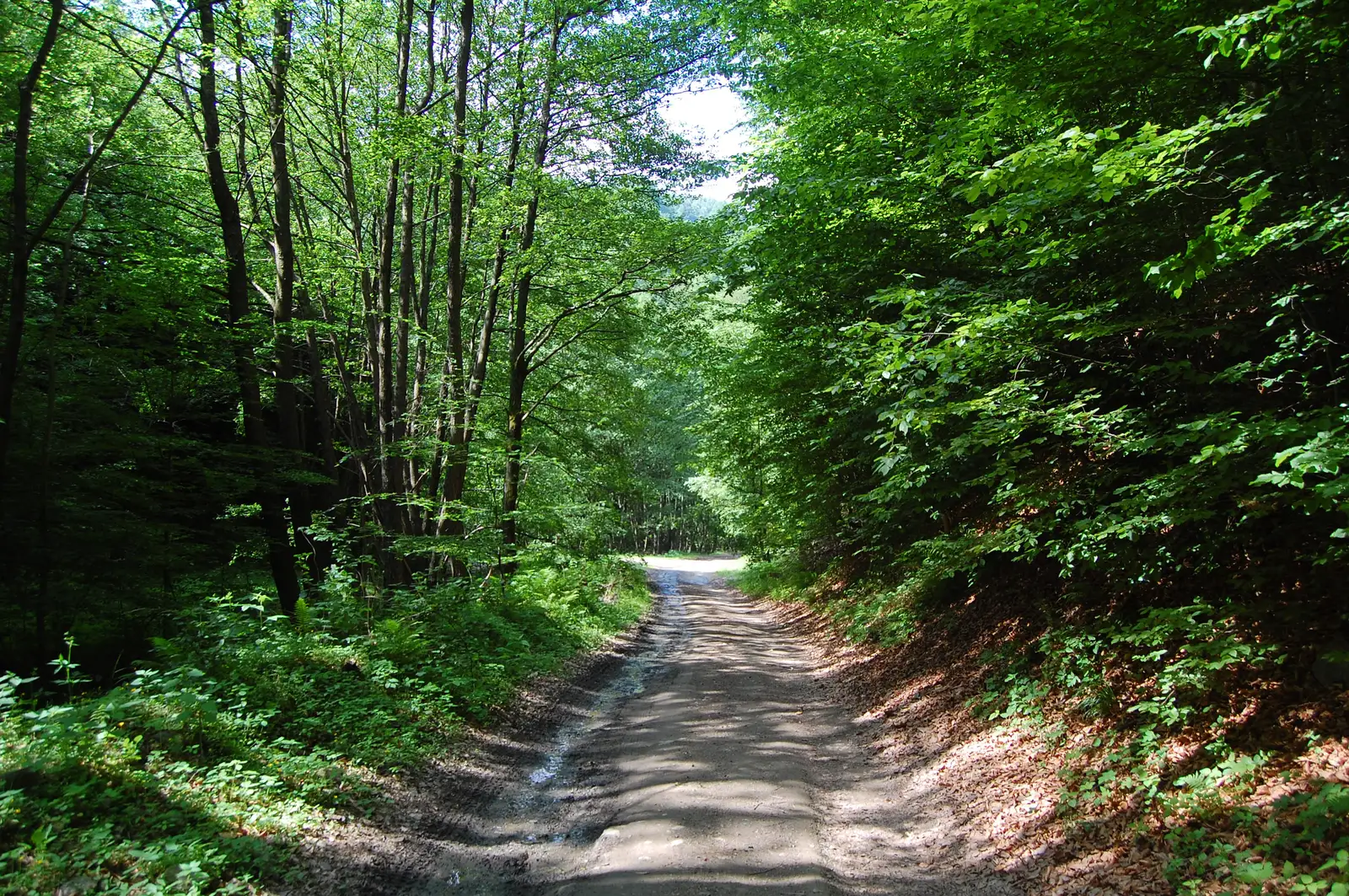 Luncani - Valea Alunului - Prihodişte