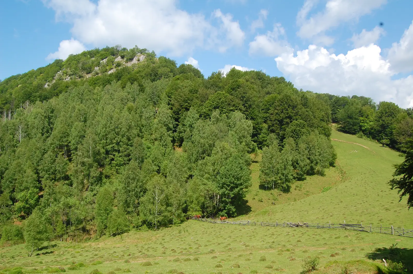 Baru - lângă Vf. Paltinului - Traseul BA