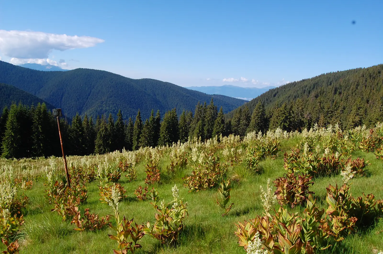 Petrila - Cabana Auşel - Cabana Şureanu