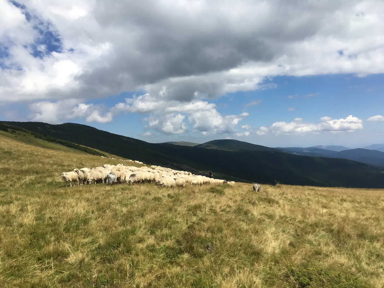 Rozdeşti - Refugiul Cânaia - Şaua Cânaia