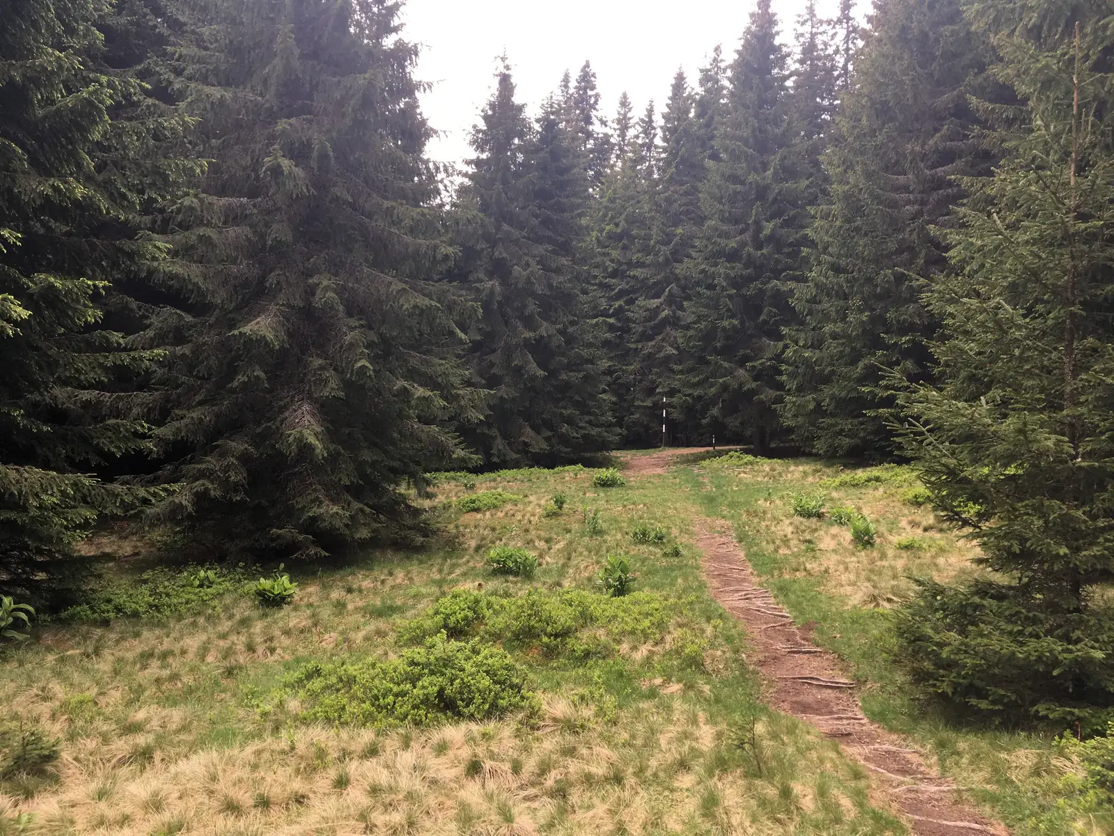 Staţiunea Păltiniş - Poiana Lupilor - Staţiunea Păltiniş