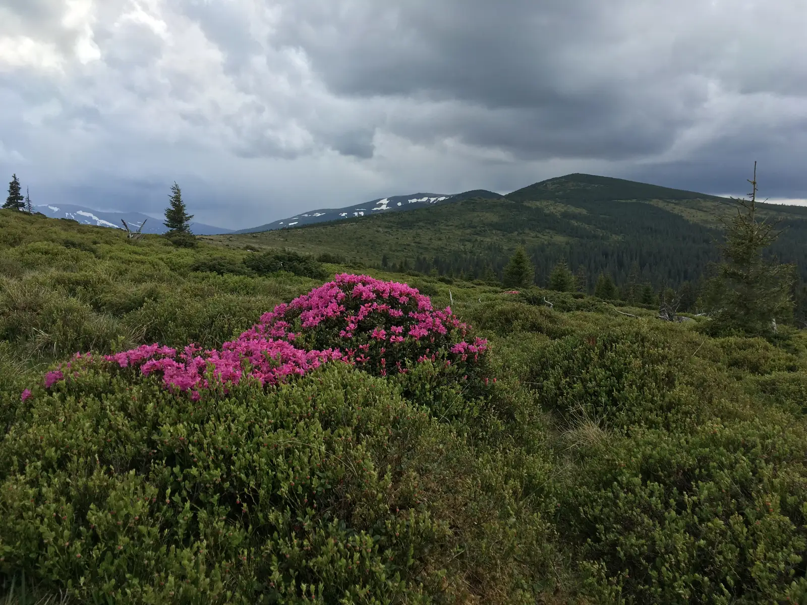 Fosta Cabană Fântânele - Cantonul Silvic Măgura - Şaua Şerbănei