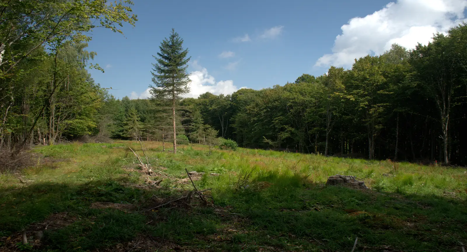 DC 25 (Aninoasa–Saciova) – Vârful Şiridiu – intersecţia cu creasta principală (traseul BR) 