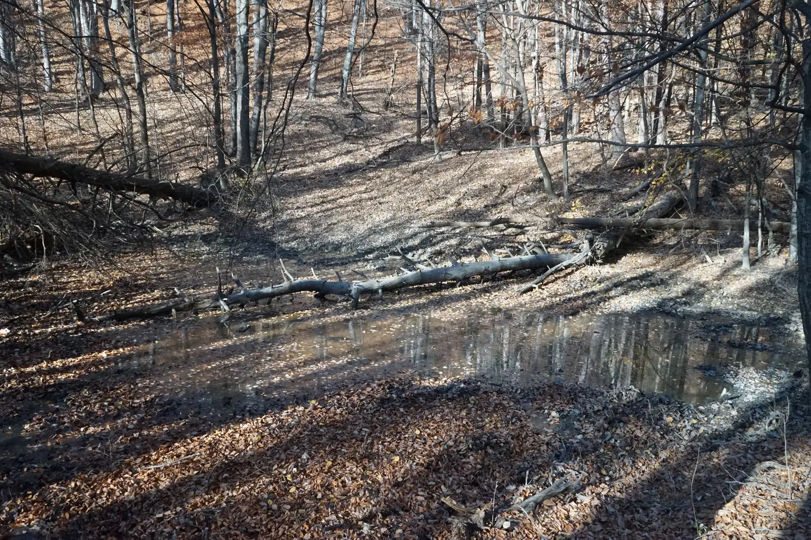 Fişici – Fundătura Schitului – Lacul Mistreţilor