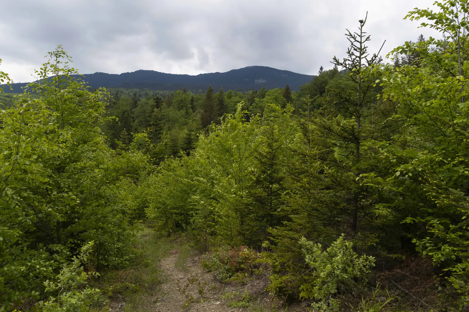 Slănic Moldova - La Argintărie - Sălătruc