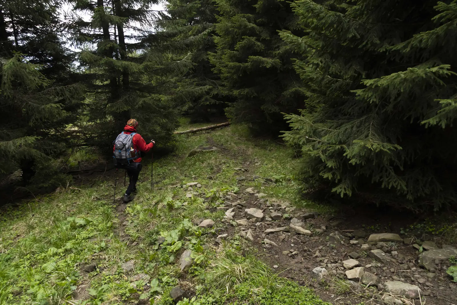 Sub Vf. Nemira Mare - Plaiul Ciungetului