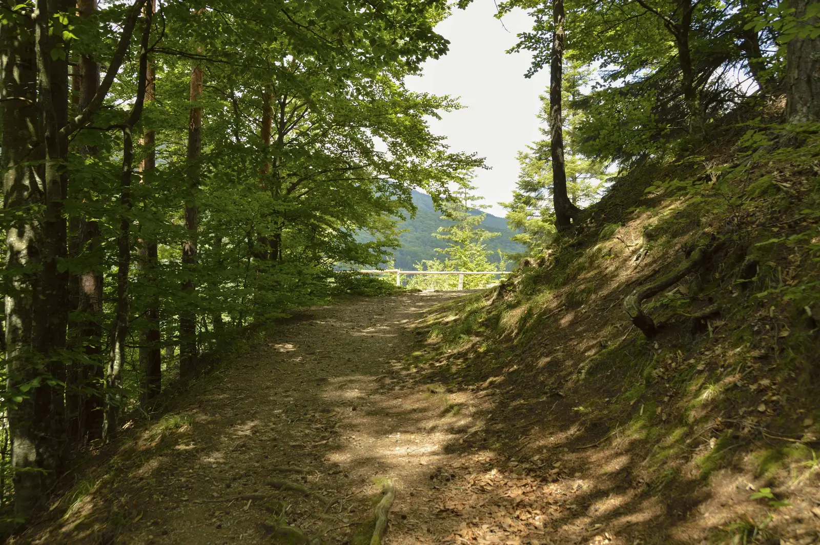 Slănic Moldova (Parcul Central) - Platoul de sub Vârful Cerbului