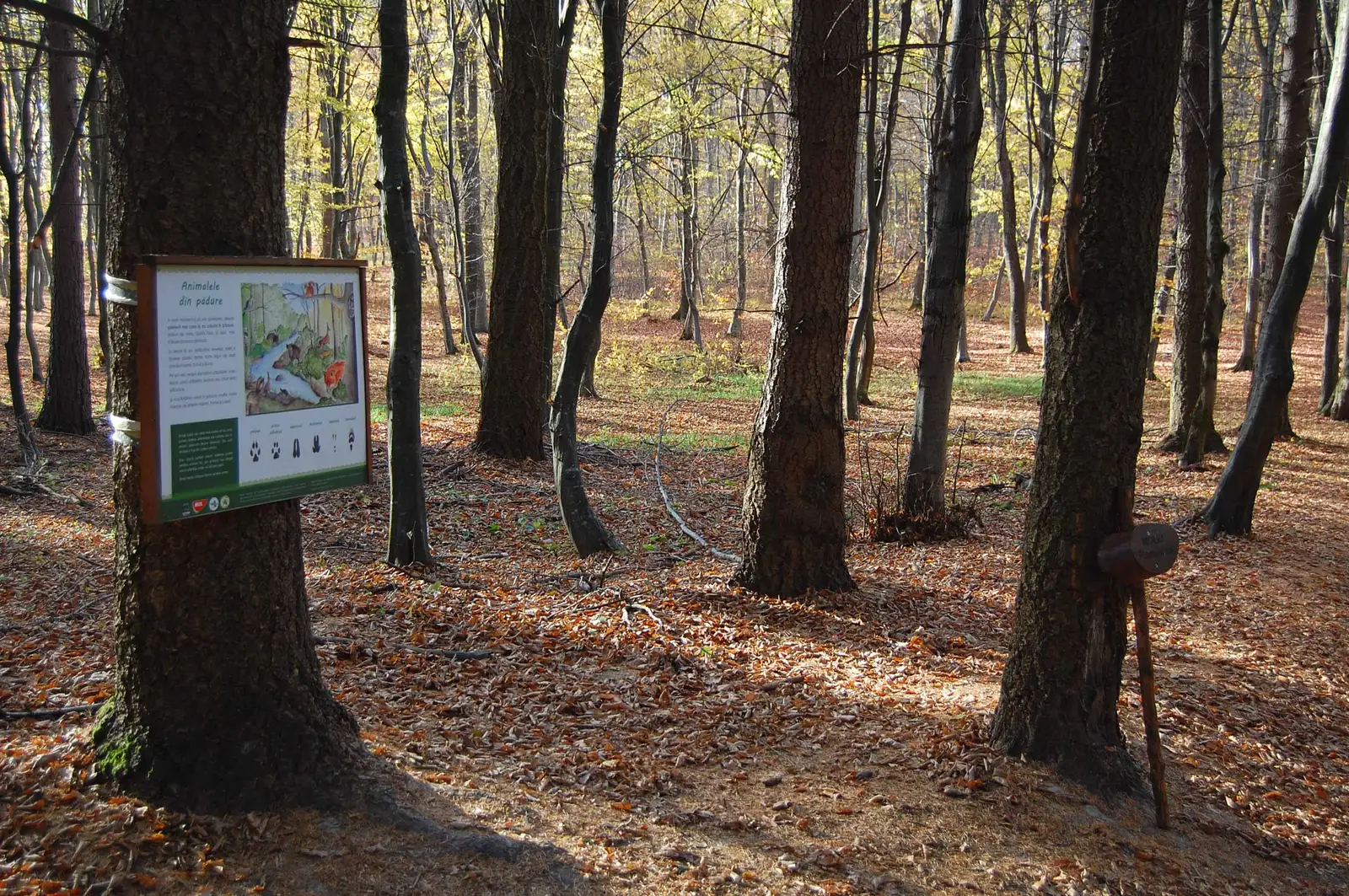 DJ 107R (limita cartierului Făget) - Izvorul Dr. Bilașcu - DC 71 (lângă Observatorul Astronomic)