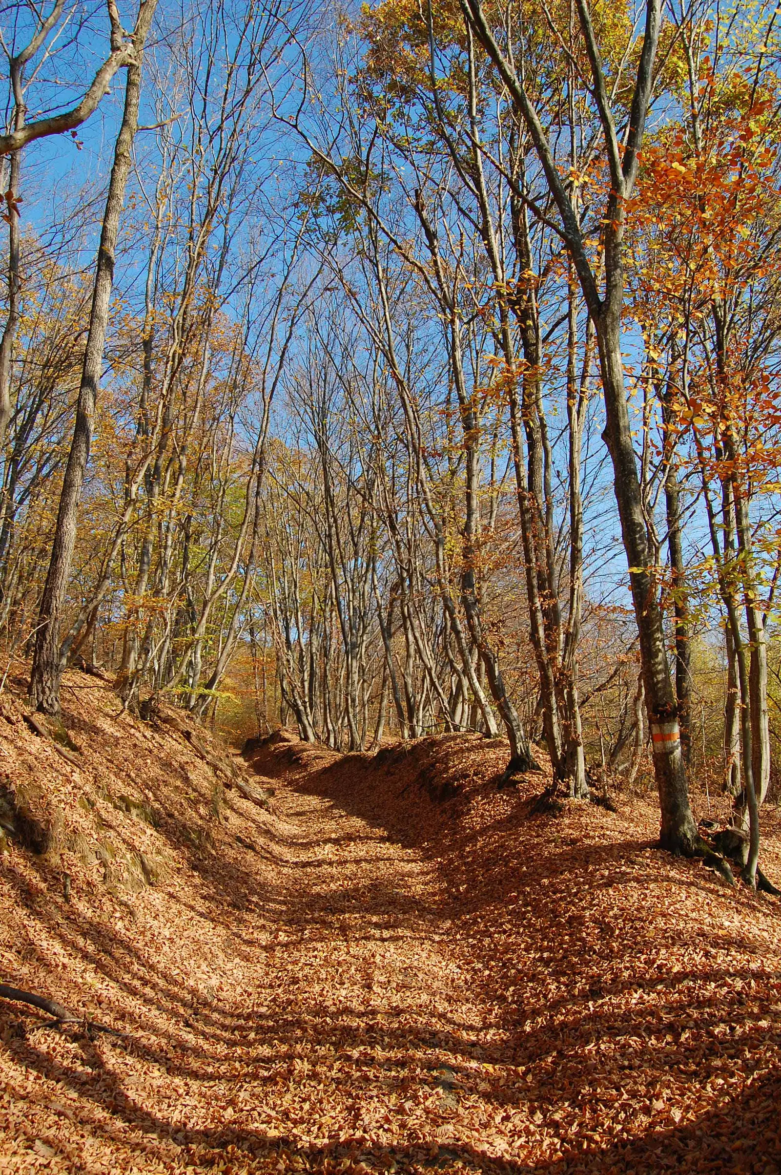 Cartierul Mănăștur - Izvorul Dr. Bilașcu - Tureni - Ciurila - Coasta Dumbrăvilor - lângă Cetatea Fetei - Centrul Comercial Vivo