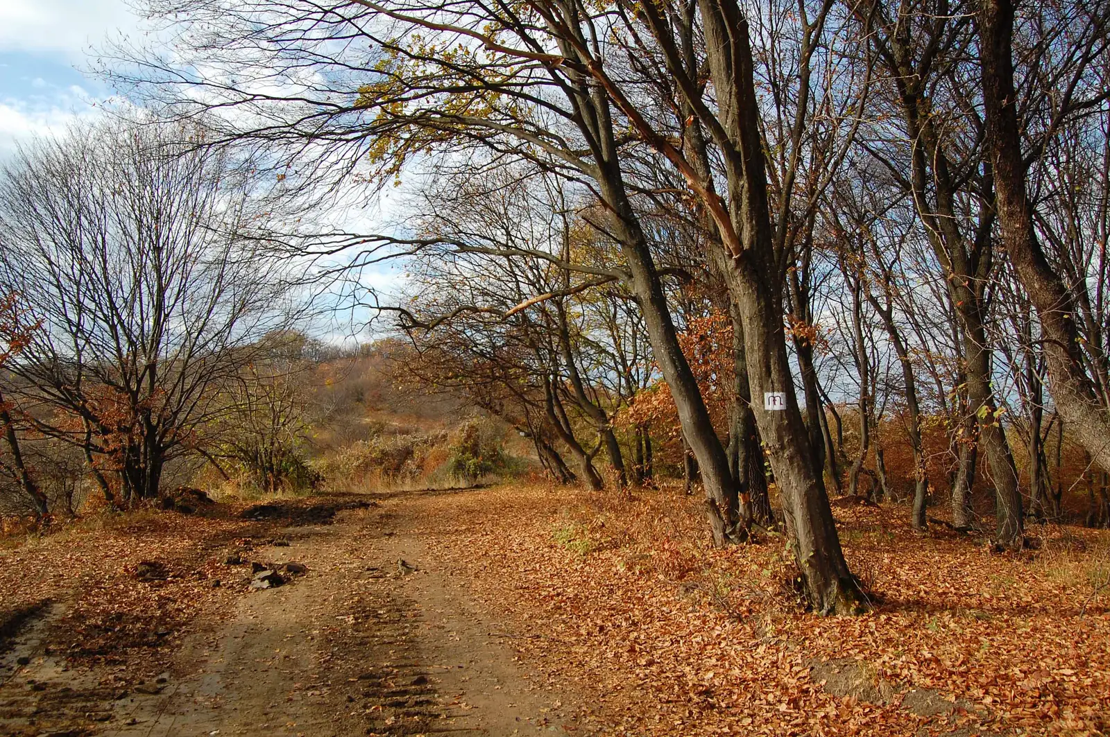 Cluj-Napoca - Pădurea Hoia - obârșia Pârâului Bongar