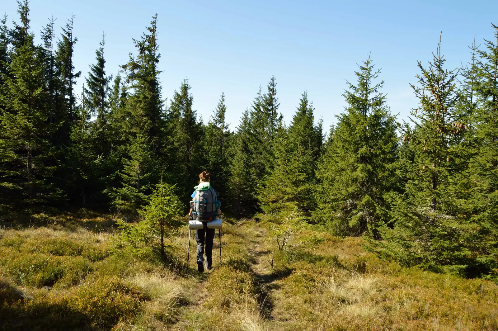Pasul Muşat - sub Vârful Muşat - Poiana Hârtanu