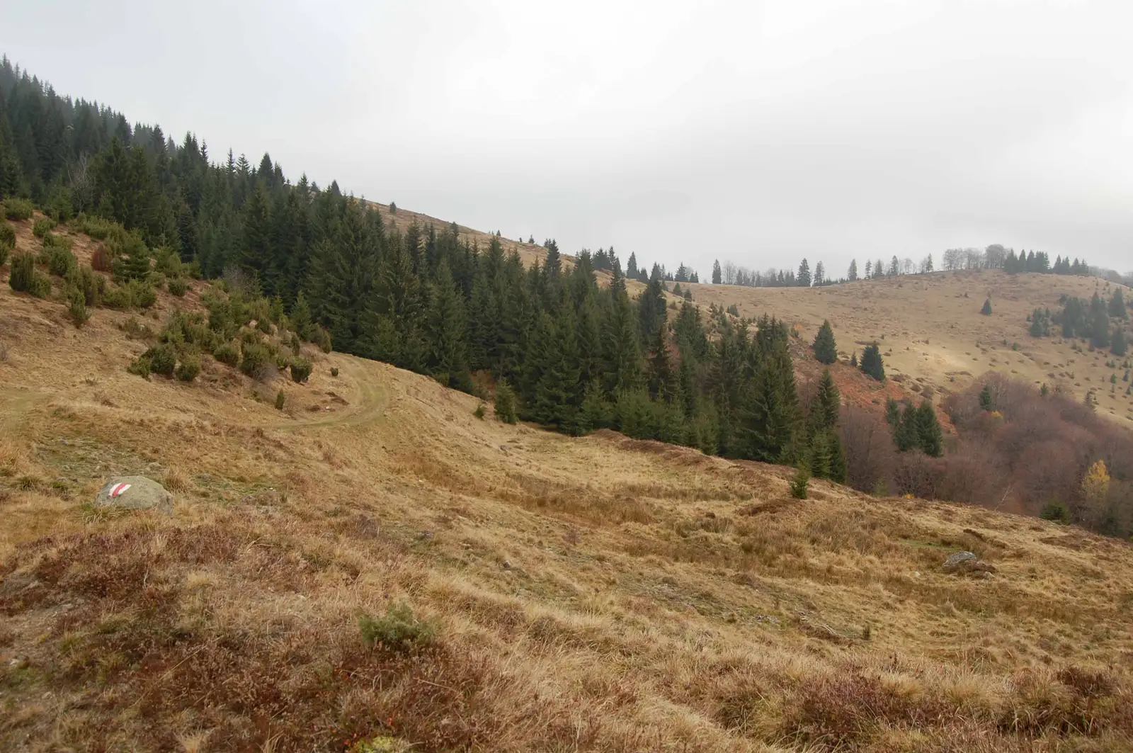 Poiana Negrileasa - Vf.Brădoi - Pasul Bucium (Şaua Arsurilor)