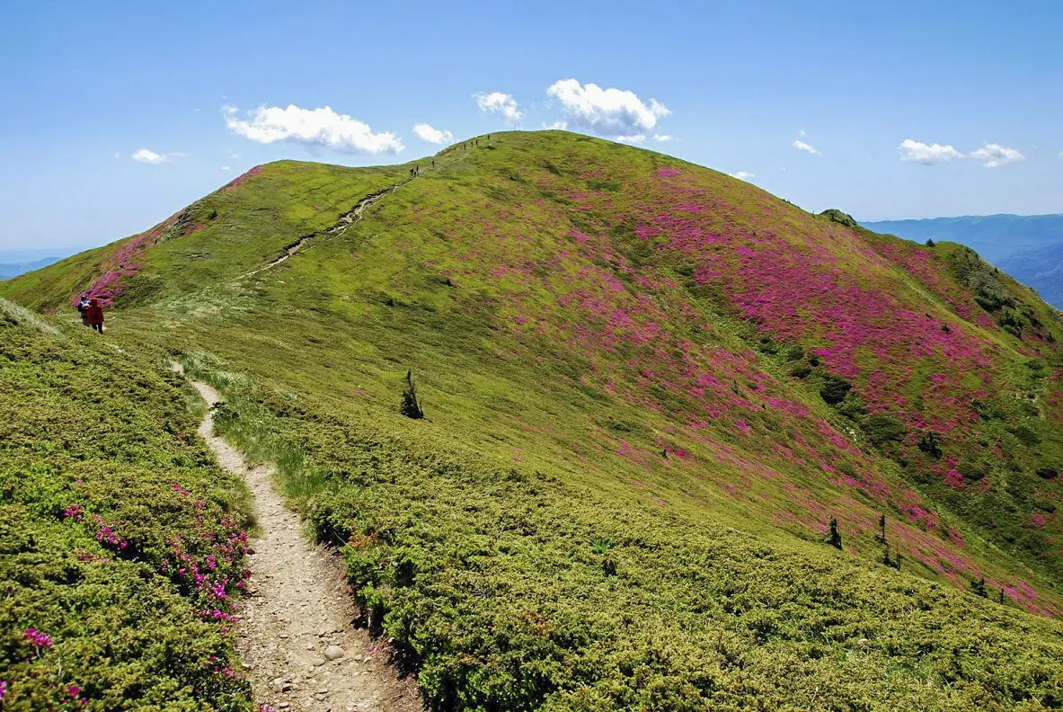 Cheia - Vf. Gropşoarele - Cabana Vf. Ciucaş